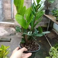 گل و گیاه طبیعی ارسال رایگان برای شاهین شهر