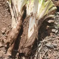 کنگر
