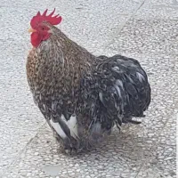 خروس کوشین