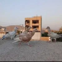 هفت‌ رنگ خطی