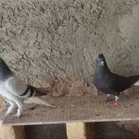 دمسفید|پرنده|خمینی‌شهر, |دیوار