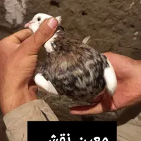 طوقی|پرنده|اسدآباد, |دیوار