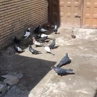 کفتر|پرنده|سیرجان, |دیوار