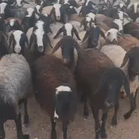 میش شال