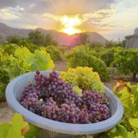 نیازمند کارگر باغ