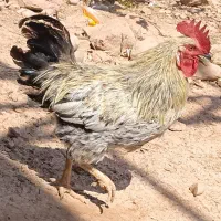 خروس