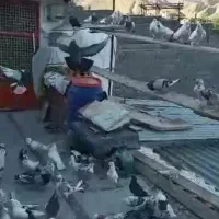 فروش کبوتر