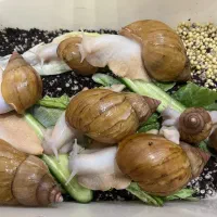 حلزون آچاتینا