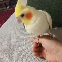 عروس هلندی  با قفس