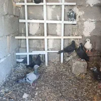 کفتر