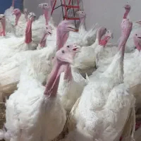 بوقلمون بیوتی گوشتی کاملا طبیعی بدون هورمون