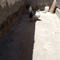 کبوتر ساده و پولک