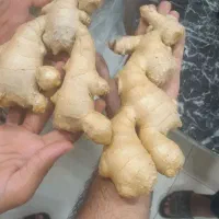 زنجبیل چینی تازه و زنجبیل پاکستانی موجوده