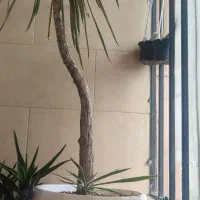 گل یوکا با پاجوش  به همراه گلدان بزرگ