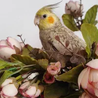 عروس هلندی دستی ماده