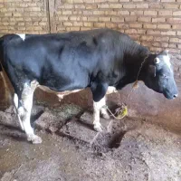 گوساله نر