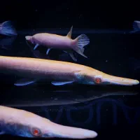 ماهی گار آلبینو