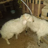 کاور ماده
