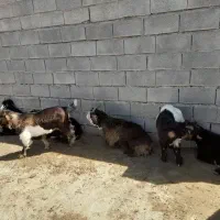فروش یامعاوضه گندم