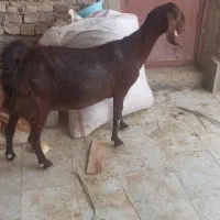 بز مالداری