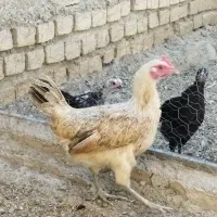 مرغ لری اصیل