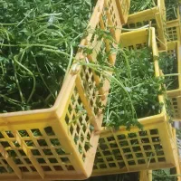 همکار خانم اتباع نیازمندیم