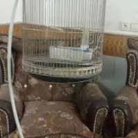 قفس