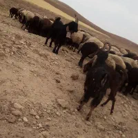 فزوش بزغاله