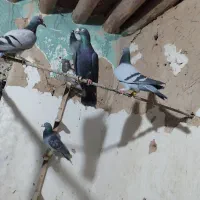 18.  تا تبعیدی