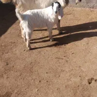 بز زاییده|حیوانات مزرعه|تربت جام, شهید مدرس|دیوار