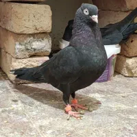 کفتر