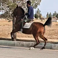 مادیانی از سهیل حیدر