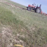 گندم بذری دیم