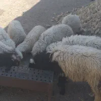 شهر هویزه