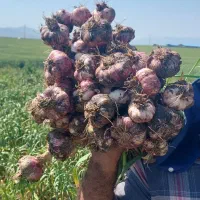 سیر بذری تناژ بالا گوگان