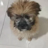 سگ شیتزو پامر خرسی