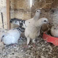 کفتر جفتگاه