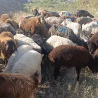گوسفند زنده میش و بره نرینه چاق برای قربانی