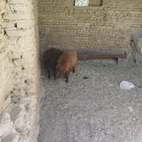 دوعدد بره ماده فروشی