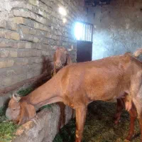 فروش‌دو‌عدد‌بز‌یک‌ساله‌پاکستانی‌اصل
