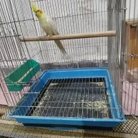 عروس هلندی پرنده نر