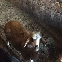 بره نر و بز چاق