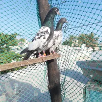 تیدی کمانگر سلیتی گلدن