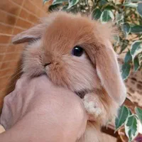 خرگوش مینی لوپ ترکیش