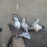 ۴تا کفتر نر و مقلوف