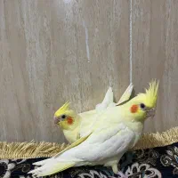 عروس هلندی زعفرانی سرلاکی و نرم خور.آبپخش