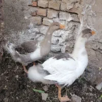 غاز