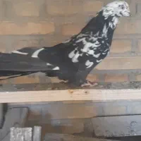 کبوتر پر