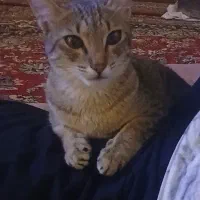 واگذاری گربه