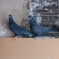 کفتر کاشانی اصل